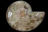 Choffaticeras (Daisy Flower) Ammonite Half - Madagascar #86769-1